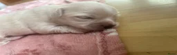 Chihuahua dogs for sale: Cream long hair male  in Gosport - Advert 9