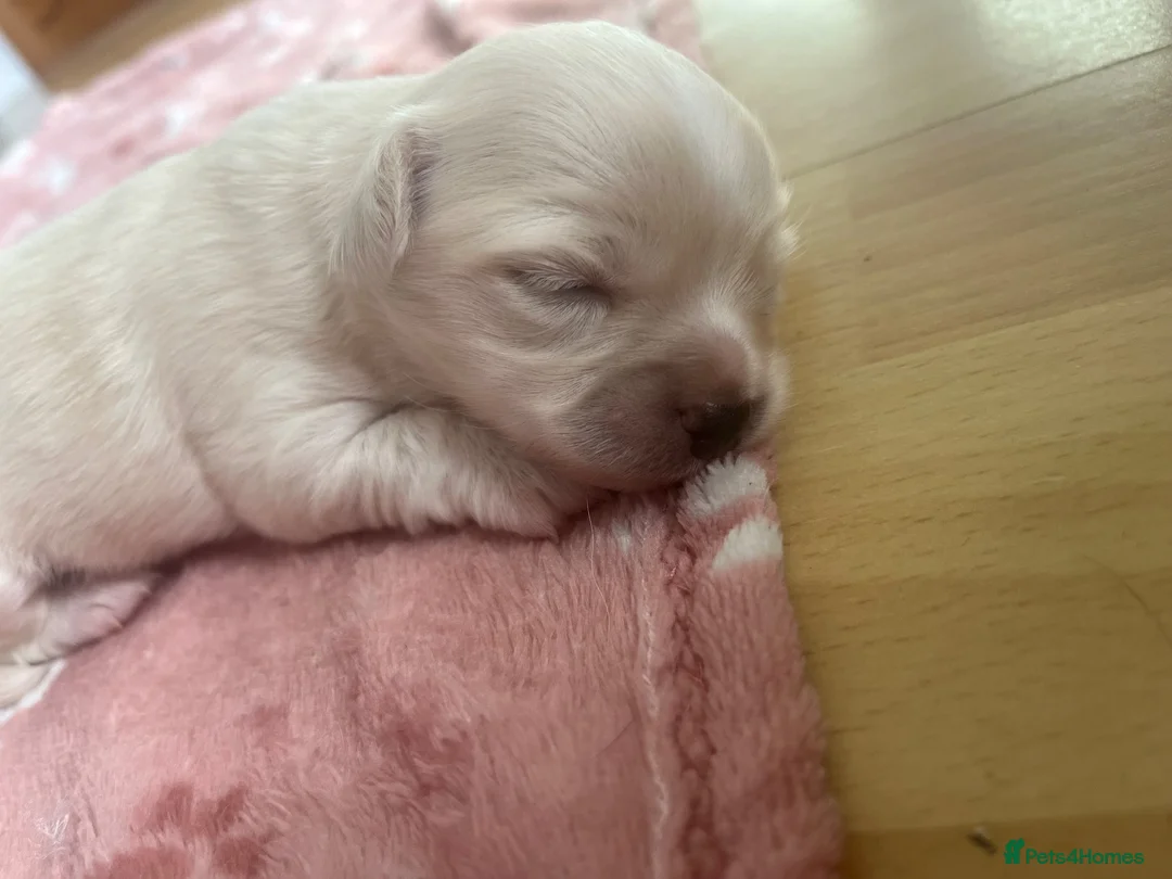 Chihuahua dogs for sale: Cream long hair male  in Gosport - Advert 9