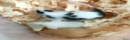 Mouse rodents for sale: Fancy pet mice - Advert 2