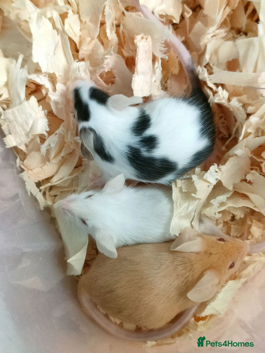 Mouse rodents for sale: Fancy pet mice - Advert 2