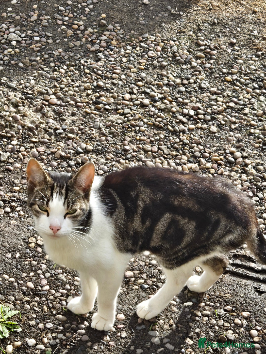 Mixed Breed cats for sale: Loving home wanted - Image 3