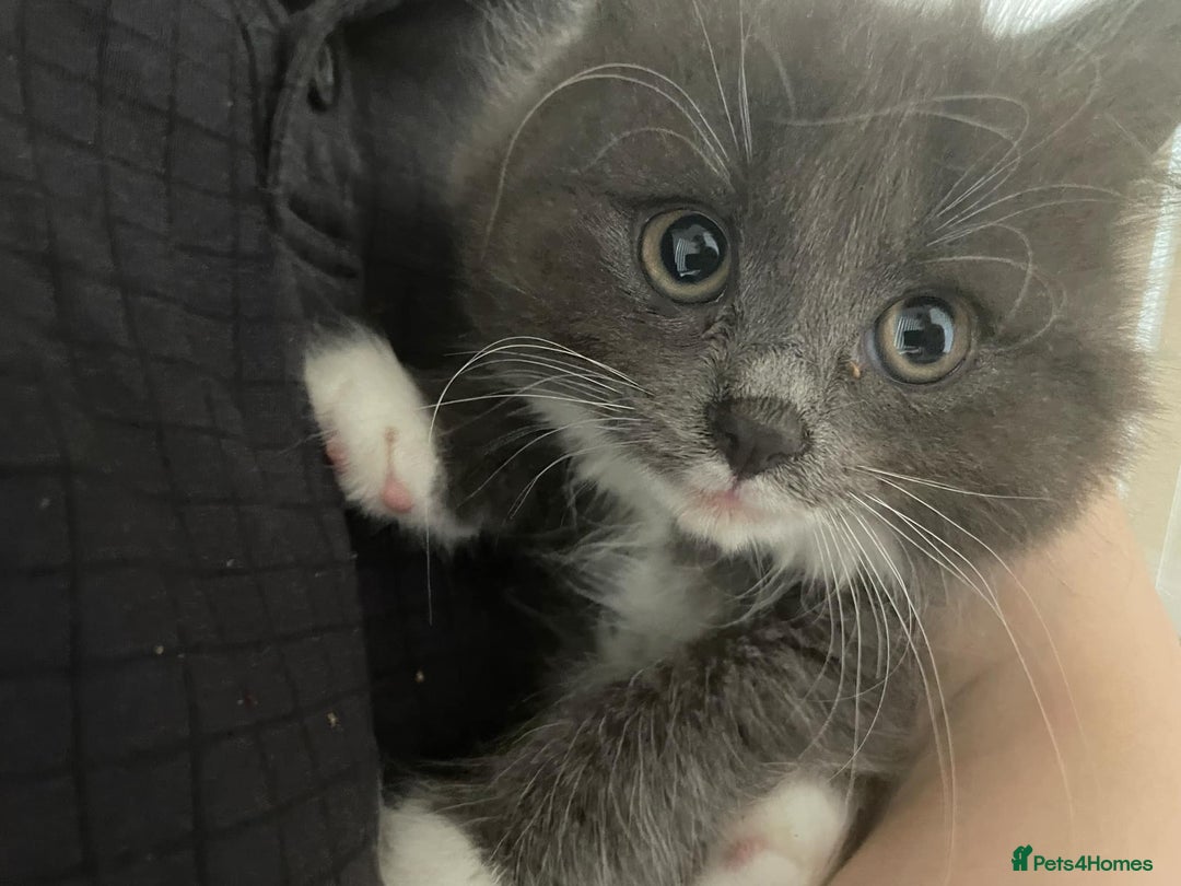 Mixed Breed cats for sale: 2 fluffy and playful kittens  - Image 2
