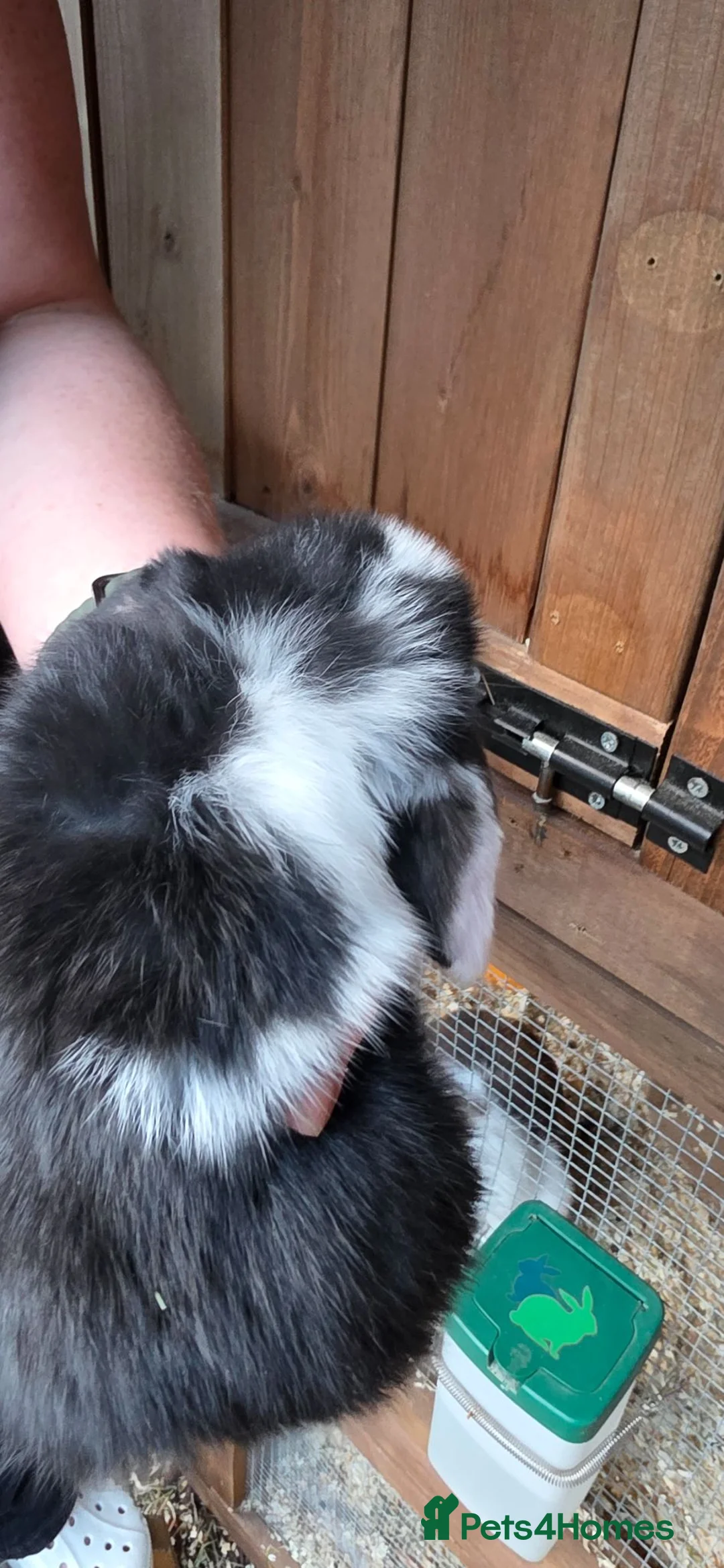 Mini Lop rabbits for sale: Mini lop babies  - Advert 2