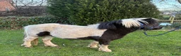 Shetland pony horses for sale: Lovely Shetland X gelding 42 inches - 4 years old  - Advert 2