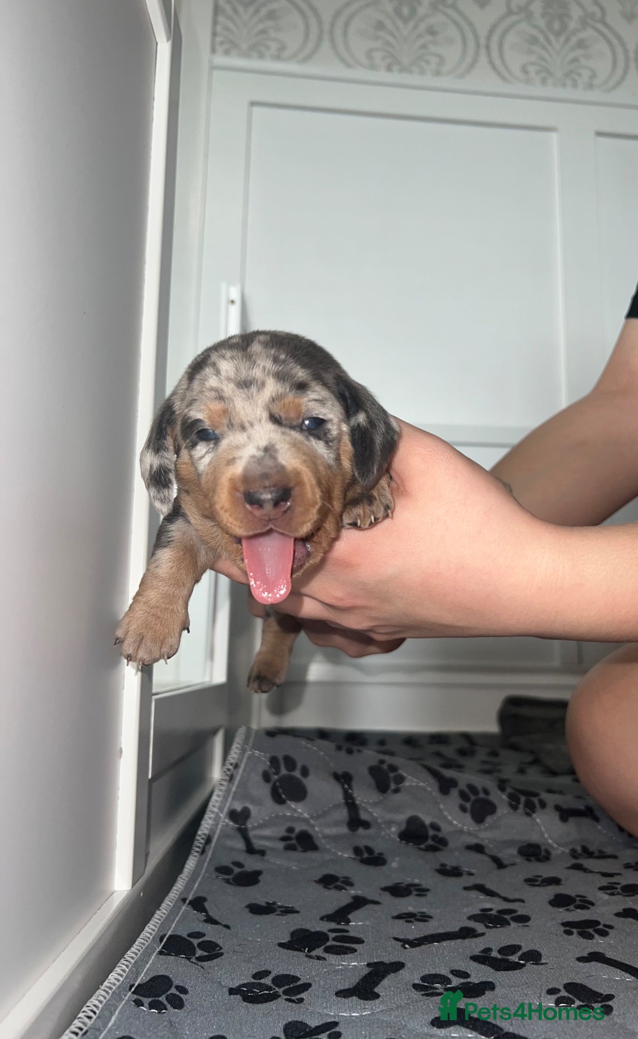 Miniature Dachshund dogs long haired and smooth miniature dachshund puppys - Advert 1