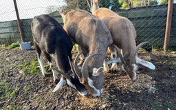 Goats livestock for sale: 3 Toggenburg Nanny Goats - Advert 1