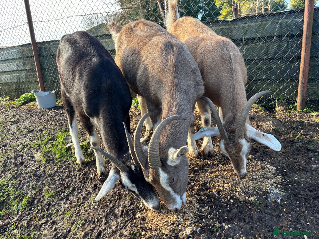 Goats livestock for sale: 3 Toggenburg Nanny Goats - Advert 1