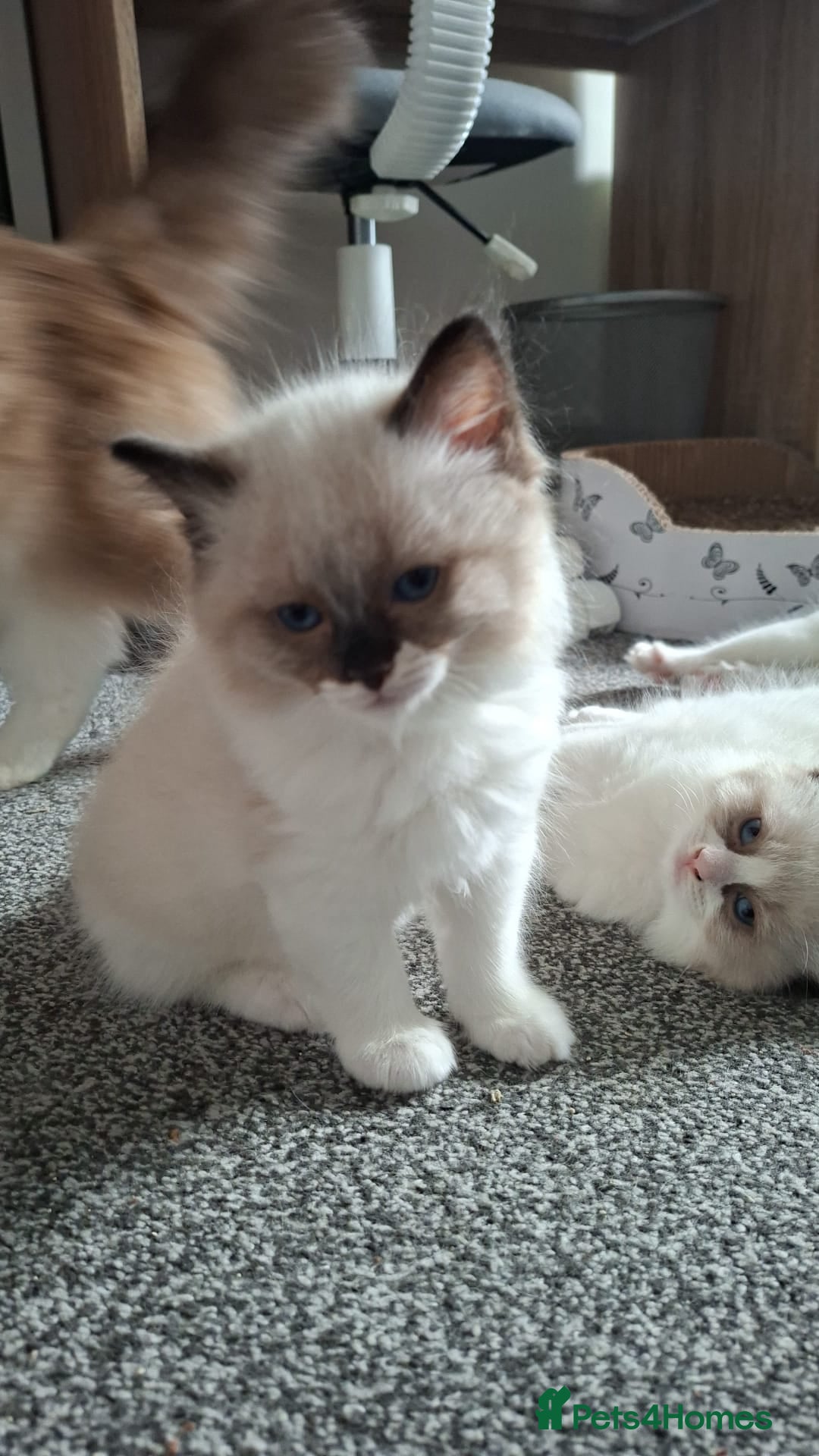Ragdoll cats 🐈💙Full GCCF registered Ragdoll kittens 🐱 💙 - Advert 2