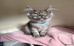 Maine Coon cats for sale: Pedigree GCCF Russian Import line Maine Coons - Image 1