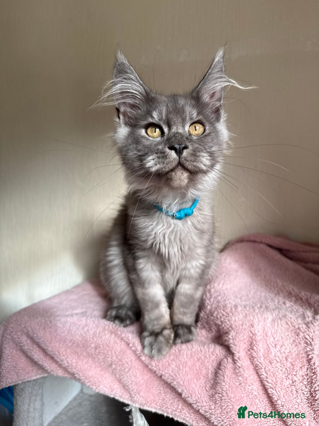 Maine Coon cats for sale: Pedigree GCCF Russian Import line Maine Coons - Image 1