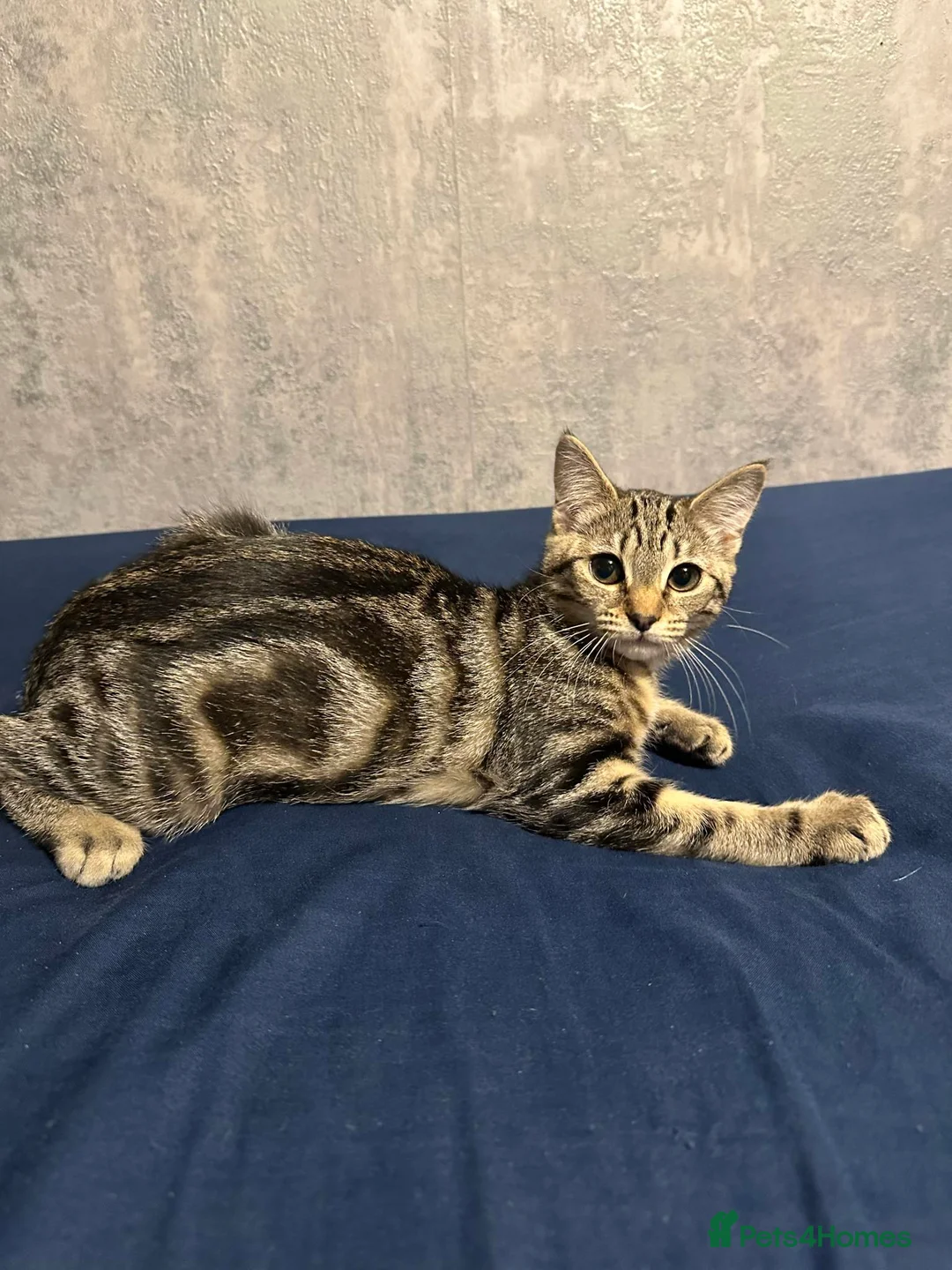 Bengal cats for sale: Bengal cross kittens! - Advert 4