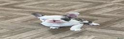 French Bulldog dogs for sale: Female French bulldog for sale  in Southampton - Advert 3