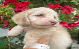 Doxiepoo dogs for sale: Adorable Doxiepoo puppies  - Image 14