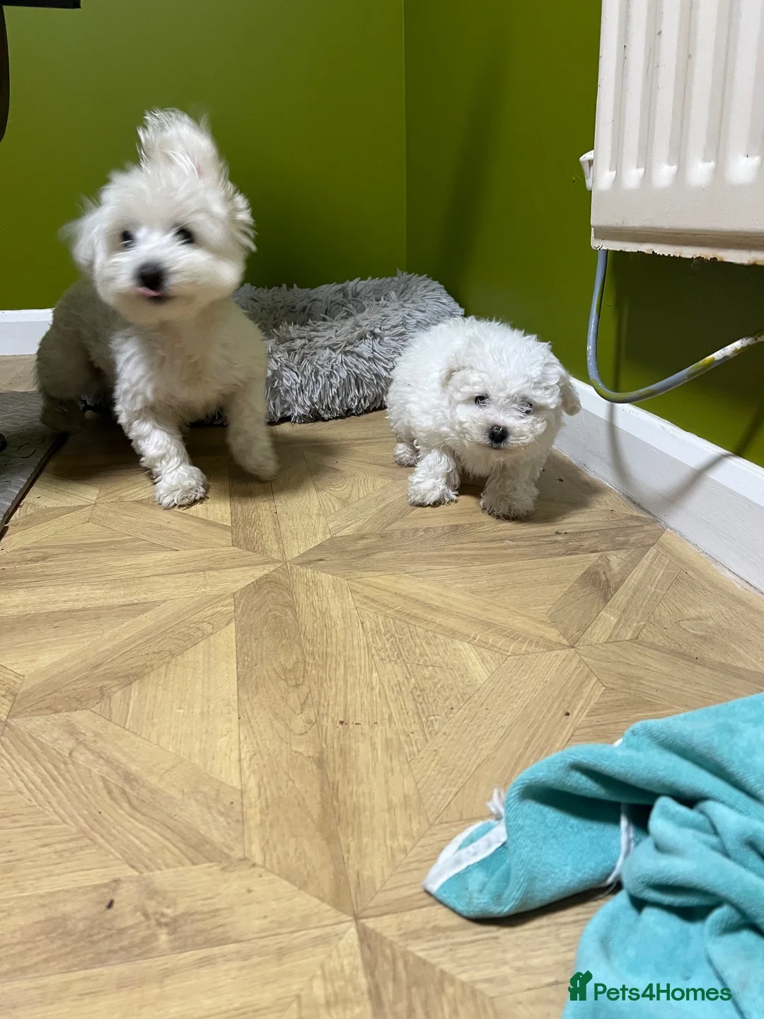 Bichon Frise dogs for sale: For sale 1 puppy Bichon frise  - Advert 2