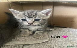 British Shorthair cats for sale: 6 adorable BSH kittens looking for forever homes  - Image 12