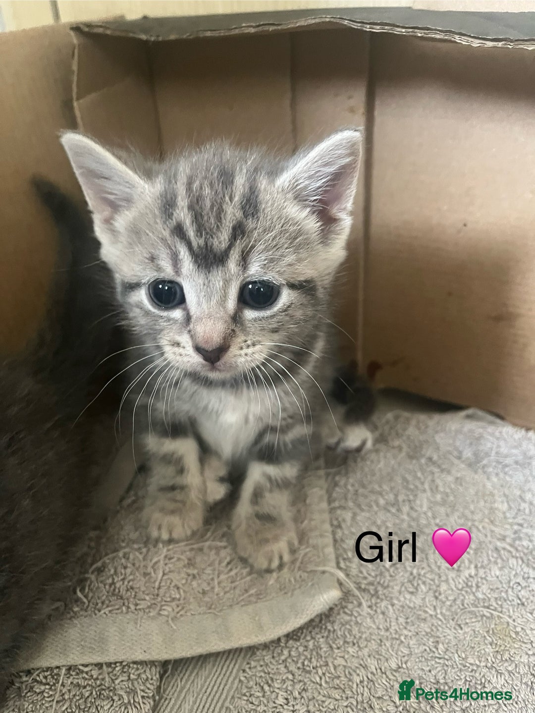 British Shorthair cats for sale: 6 adorable BSH kittens looking for forever homes  - Image 12