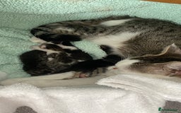 Mixed Breed cats for sale: 4 Beautiful Kitties For Sale  - Image 13