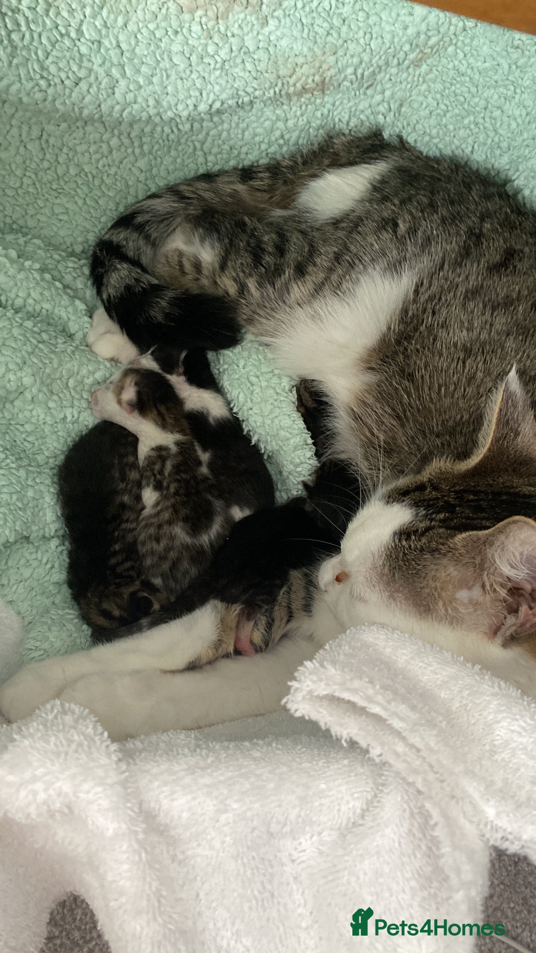 Mixed Breed cats for sale: 4 Beautiful Kitties For Sale  - Image 13