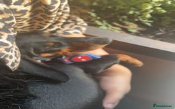 Miniature Dachshund dogs for sale: One male miniature dachshund for sale asap - Image 5