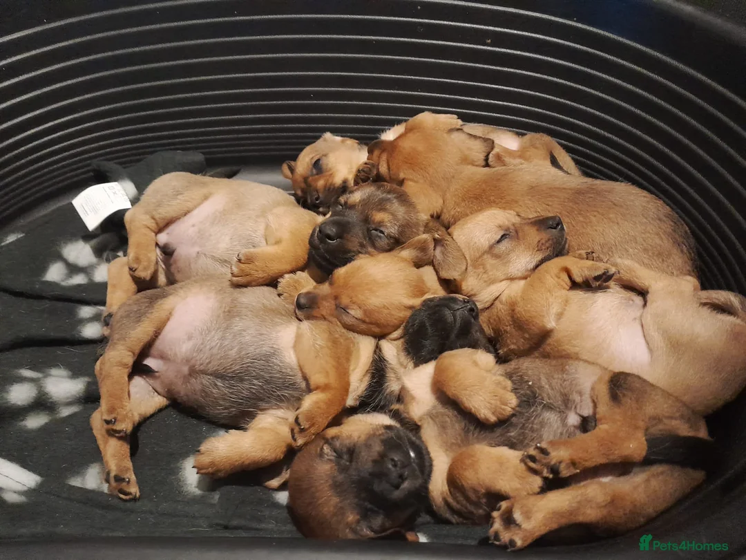 Mixed Breed dogs for sale: Cairn terriers - Advert 14