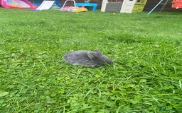 Mini Lop rabbits for sale: 🩶pure MINI lop🩶 - Image 12