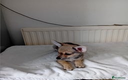 Miniature Pinscher dogs for sale: Mini pinscher for sele  - Image 12