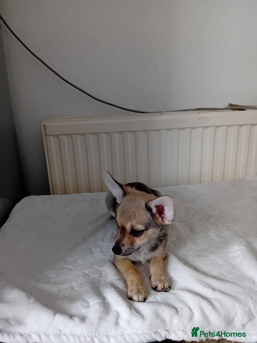 Miniature Pinscher dogs for sale: Mini pinscher for sele  - Image 12