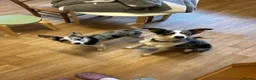 Border Collie dogs for sale: 2x Collie pups for sale in Cheddar - Advert 4