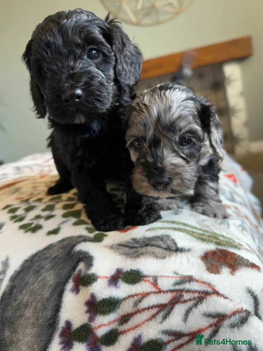 Cockapoo dogs for sale: Cockapoo puppies - Advert 12