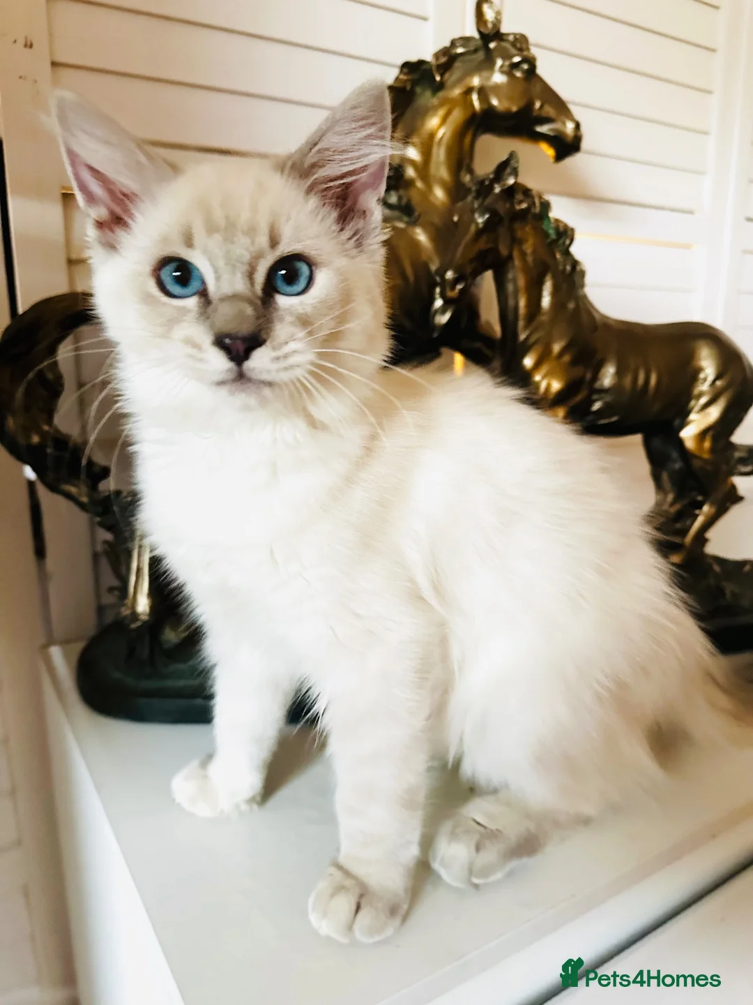 Ragdoll cats for sale: GCCF RAGDOLLS  - Advert 1