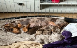 Miniature Dachshund dogs for sale: KC Registered Miniature Dachshunds (PRA Clear) - Image 13