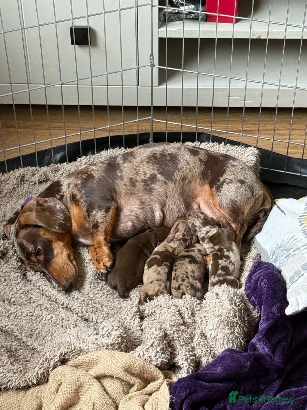Miniature Dachshund dogs for sale: KC Registered Miniature Dachshunds (PRA Clear) - Image 13