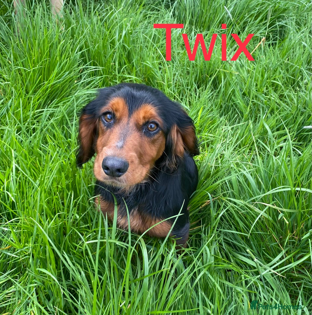 Cocker Spaniel dogs for sale: KC COCKER PUPS TRI BLACK TAN WHITE RED BLUE ROAN - Image 7