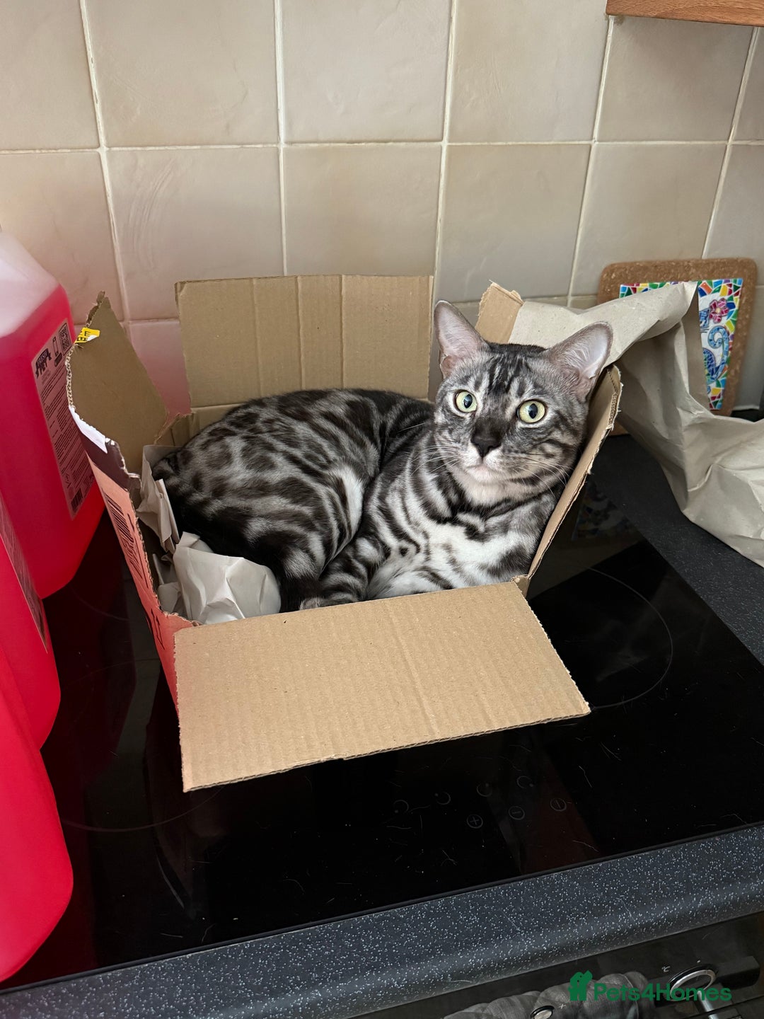 Bengal cats for sale: 💙Stunning Silver Charcoal black spotted tabby  - Advert 5