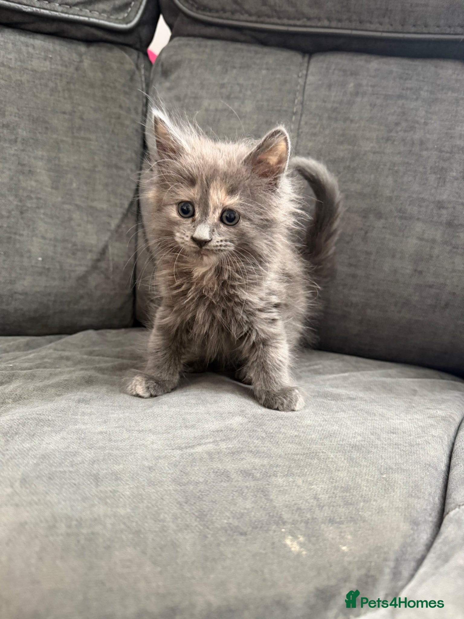 Maine Coon cats Mainecoon kittens  - Advert 3