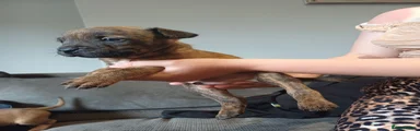 Mixed Breed 2