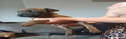 Mixed Breed dogs for sale: Puppies  - Advert 8