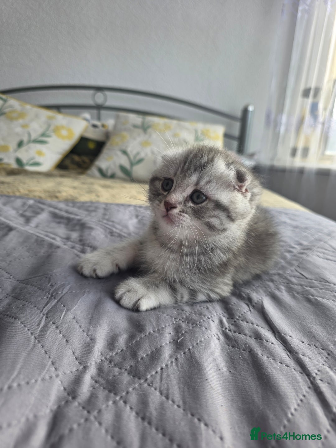 Scottish Fold cats for sale: Tabby Scottish Fold Kittens - Advert 25
