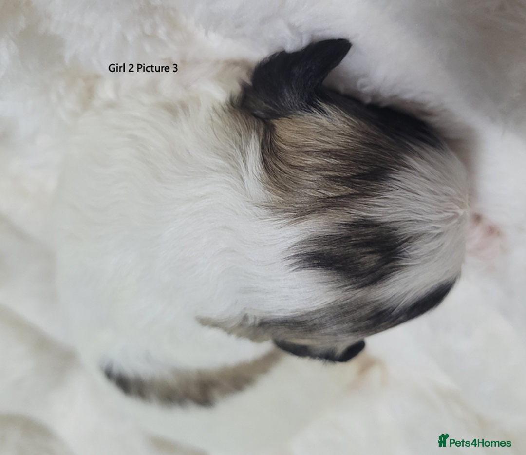 Mixed Breed dogs for sale: 🐶 Adorable La-Chon Puppies-Ready 1st December 🐶 - Image 16
