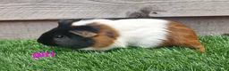 Guinea Pig rodents for sale: 3 beautiful tri guinea pigs - Advert 2
