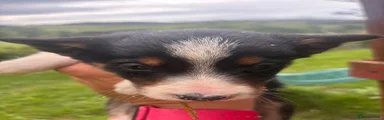 Border Collie 2