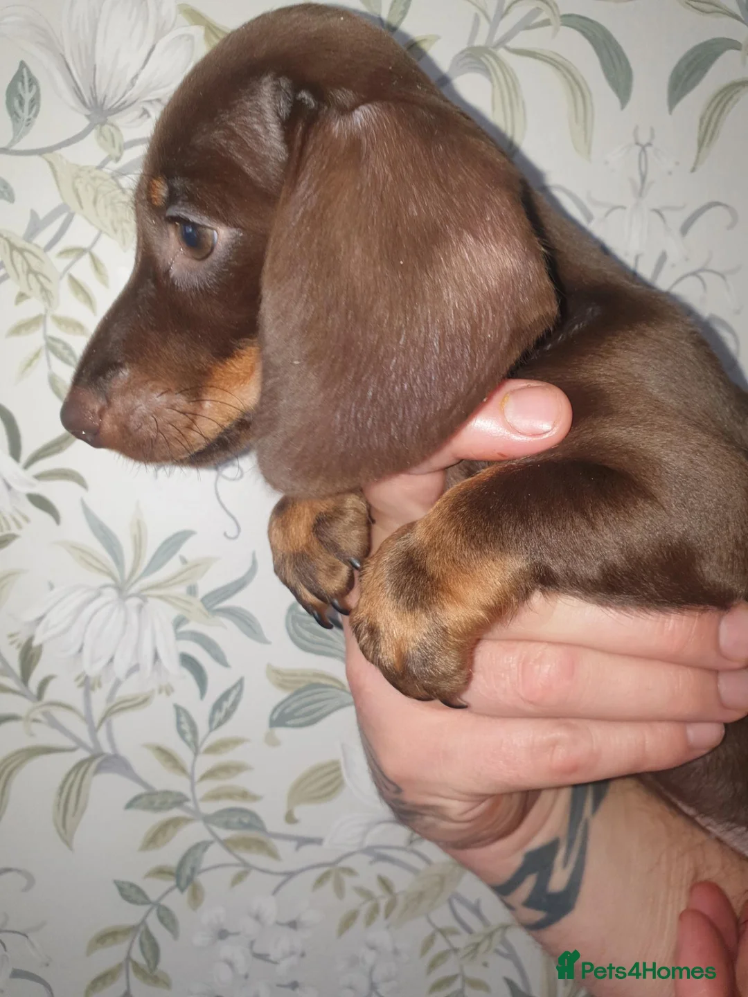 Dachshund dogs for sale: Last choc and tan mini  - Advert 2