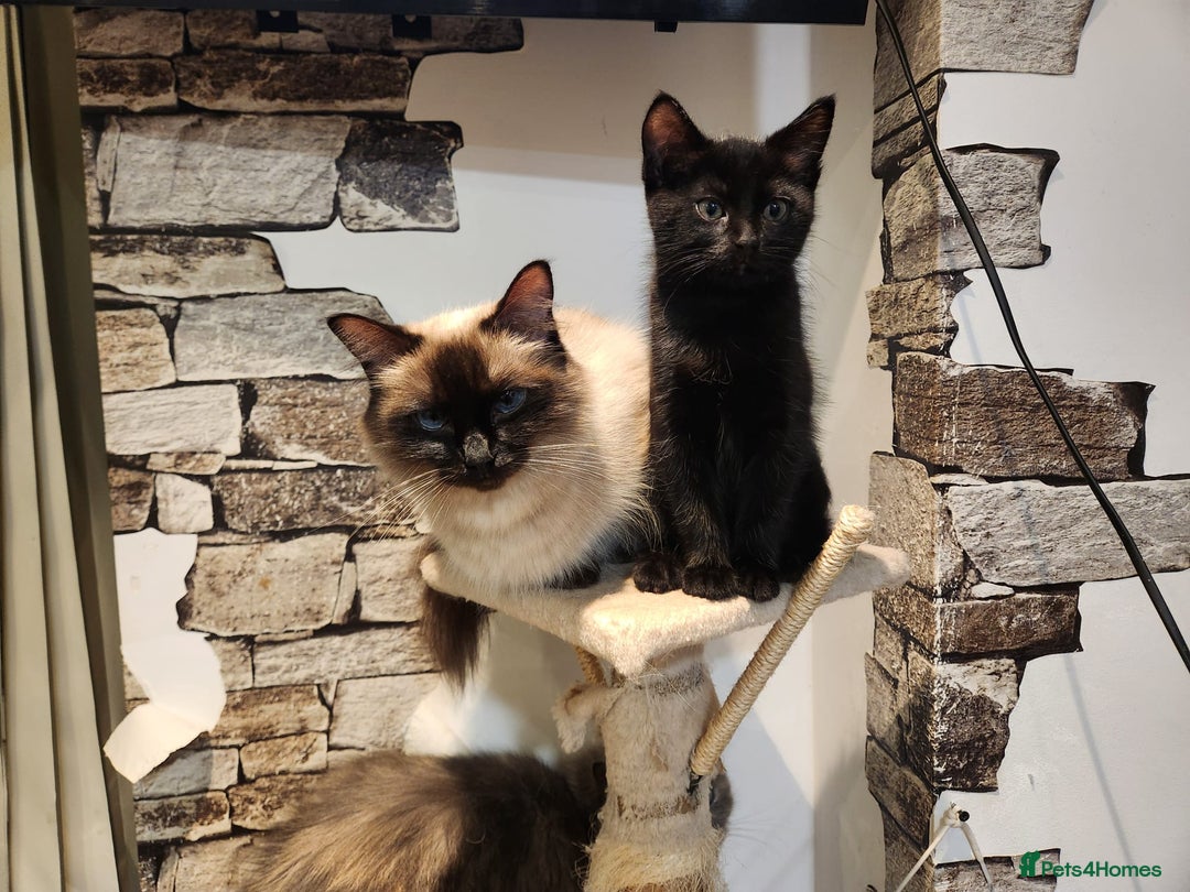 Mixed Breed cats for sale: Mix Ragdoll - Advert 9
