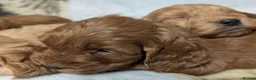 Cockapoo dogs for sale: Quality F1 Cockapoo puppies  in Ammanford - Advert 22