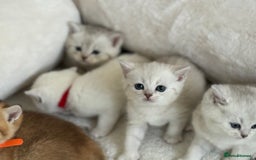 British Shorthair cats for sale: GCCF silver and golden shaded - Image 2