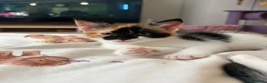 Domestic Shorthair 1