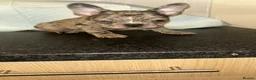 French Bulldog dogs for sale: Ready to leave - French Bulldog Puppies - Advert 4