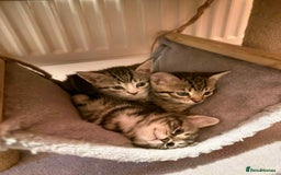 Mixed Breed cats for sale: Tabby Kittens for Sale  - Image 2