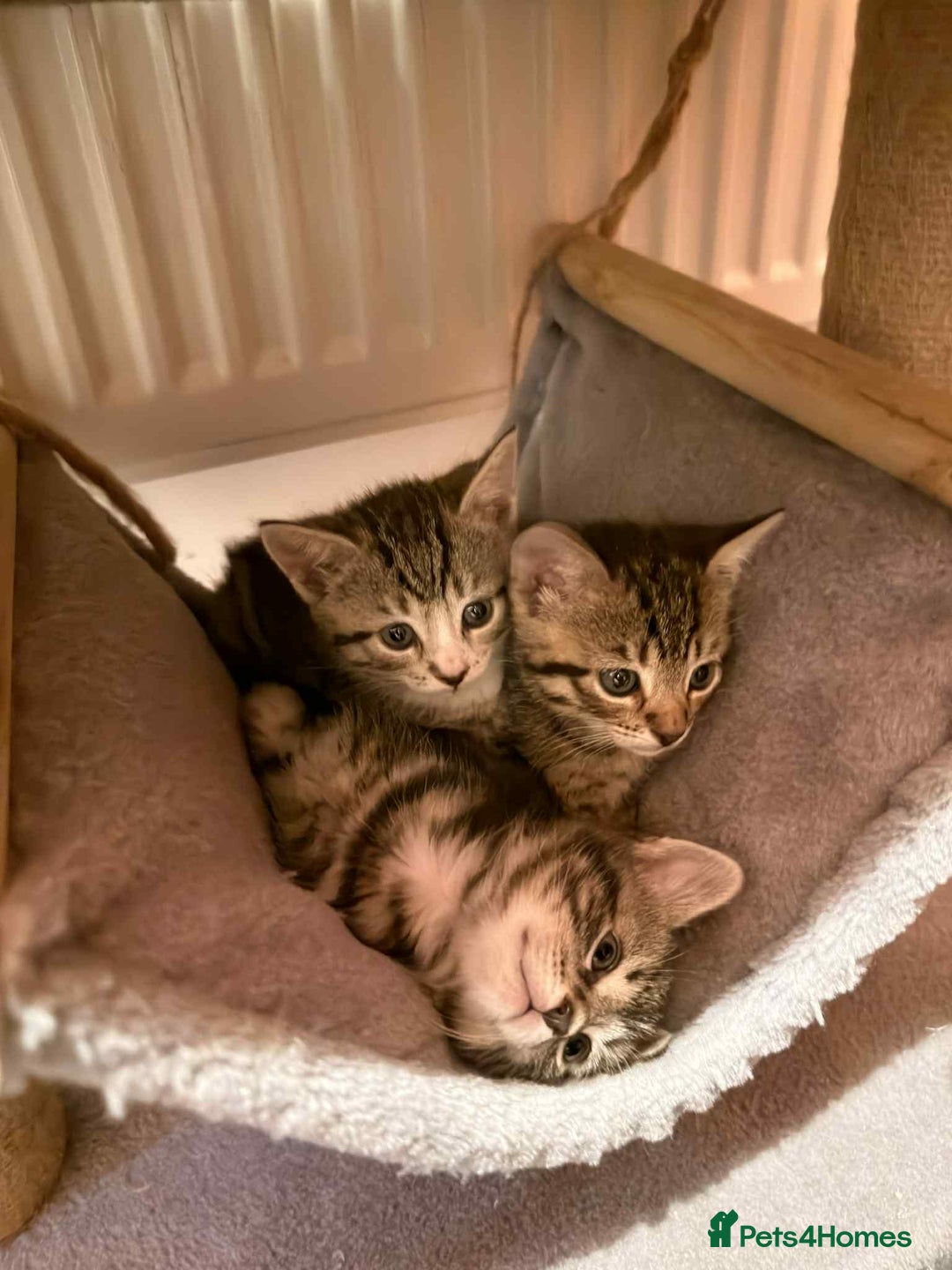 Mixed Breed cats for sale: Tabby Kittens for Sale  - Image 2