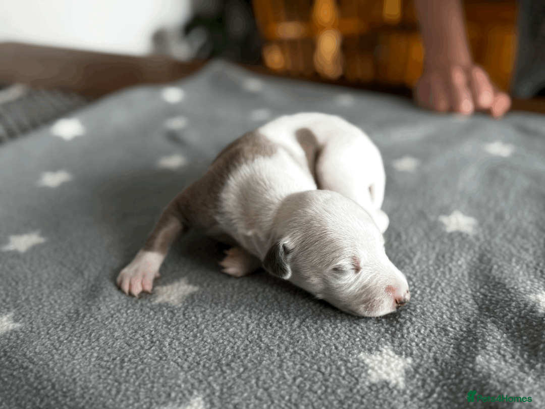 Whippet dogs for sale: KC Registered Small Whippet Puppies  - Advert 9